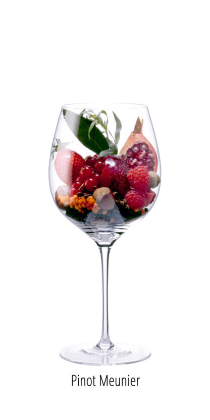 Pinot Meunier - Kunstdrucke - Weinaromengalerie - Rebsorte